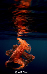 Melibe fimbriata by Arif Cem 